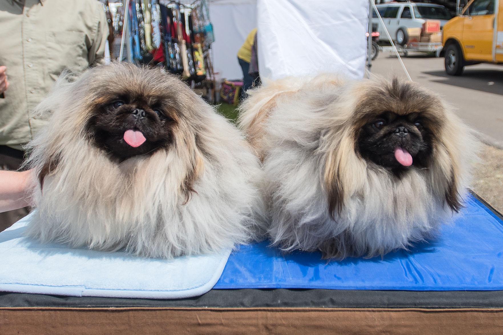 Dog Show 6